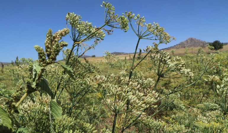Türkiye’nin rezene üretim merkezi Burdur’da sezonun son hasadı yapıldı