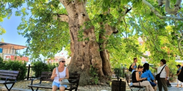 12 asırlık çınarın gölgesinde serinliyorlar