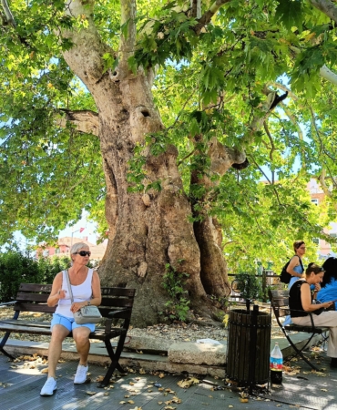 12 asırlık çınarın gölgesinde serinliyorlar