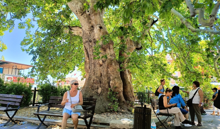 12 asırlık çınarın gölgesinde serinliyorlar