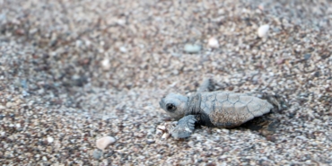 Çıralı’daki çeyrek asırlık gönüllü deniz kaplumbağası koruyucularına plaket