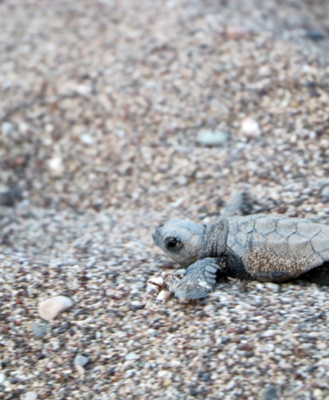 Çıralı’daki çeyrek asırlık gönüllü deniz kaplumbağası koruyucularına plaket
