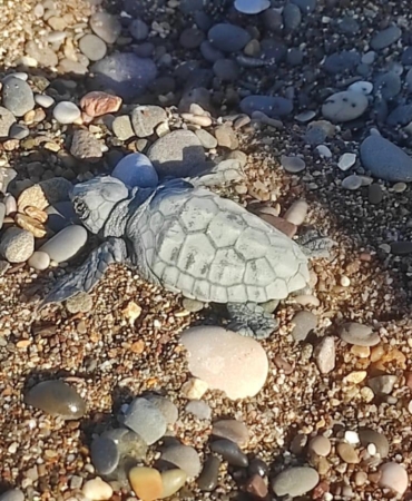 Yavru kaplumbağa yuvadan çıkıp denize ulaştı