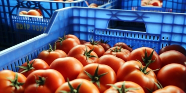 Antalya’da, Ukrayna’nın domates ve salatalıkta anti-damping kararının etkileri raporu hazırlandı