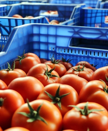 Antalya’da, Ukrayna’nın domates ve salatalıkta anti-damping kararının etkileri raporu hazırlandı