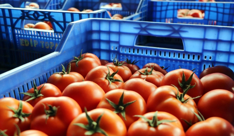 Antalya’da, Ukrayna’nın domates ve salatalıkta anti-damping kararının etkileri raporu hazırlandı
