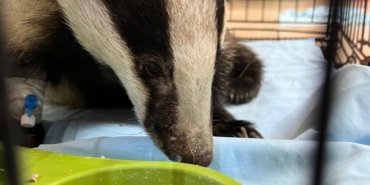 Bahçede bulunan porsuk korumaya alındı