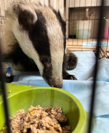 Bahçede bulunan porsuk korumaya alındı