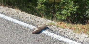 Isparta’da çay kenarında ölü su samuru bulundu