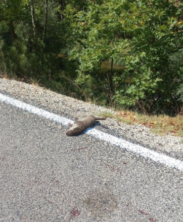 Isparta’da çay kenarında ölü su samuru bulundu