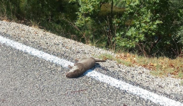 Isparta’da çay kenarında ölü su samuru bulundu
