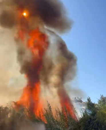 Çalılık yangını seralara zarar verdi