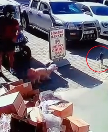 Kediyi tekmeleyen şüpheliye gözaltı