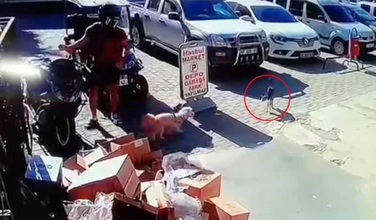 Kediyi tekmeleyen şüpheliye gözaltı