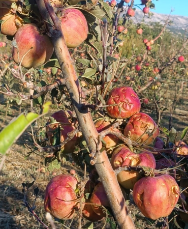 Isparta’da dolu elma bahçelerini vurdu; 4 bin 700 dekar alanda zarar oluştu