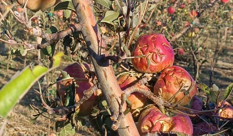 Isparta’da dolu elma bahçelerini vurdu; 4 bin 700 dekar alanda zarar oluştu