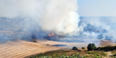 Zeytinlikteki yangın büyümeden söndürüldü