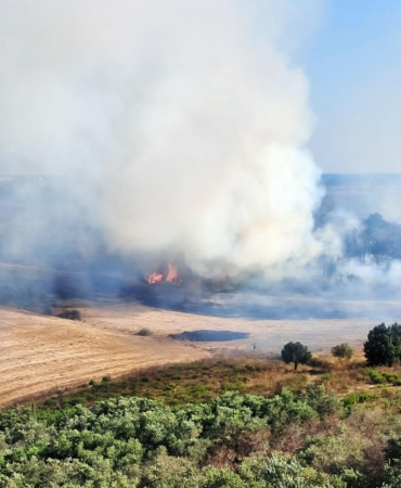 Zeytinlikteki yangın büyümeden söndürüldü