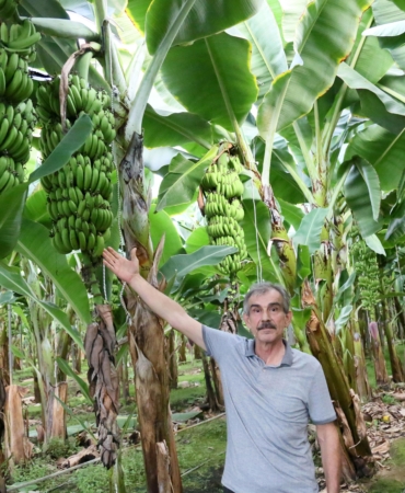 Antalya’da muz sezonu; hasat başladı