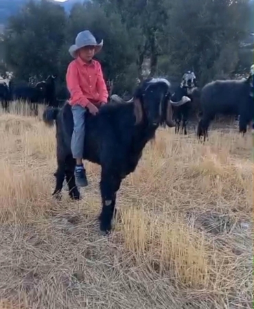 Keçiye binip köy yaşamını anlattı