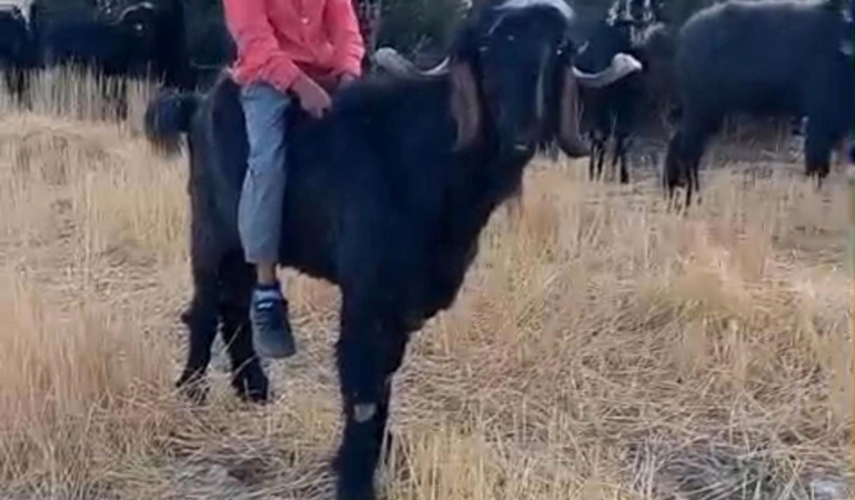 Keçiye binip köy yaşamını anlattı