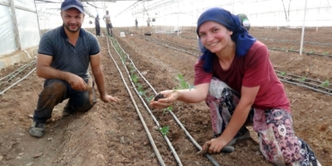 52 bin dönüm serada güz dönemi üretimi domates ekimiyle başladı