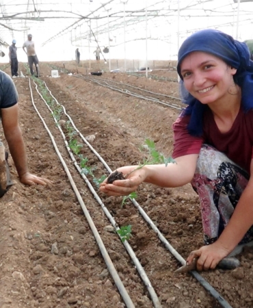 52 bin dönüm serada güz dönemi üretimi domates ekimiyle başladı