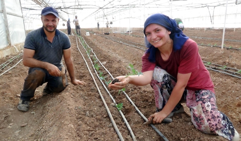 52 bin dönüm serada güz dönemi üretimi domates ekimiyle başladı