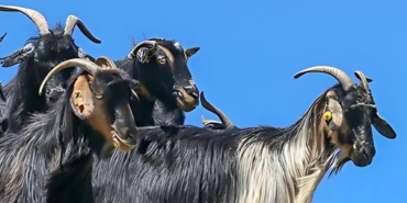 Torosların has ırkı keçi, çalıştayda konuşulacak
