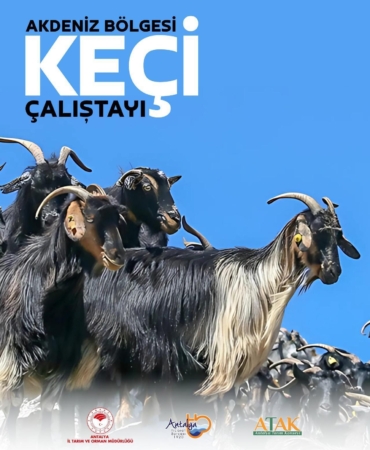 Torosların has ırkı keçi, çalıştayda konuşulacak