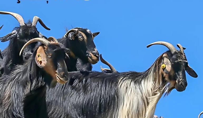 Torosların has ırkı keçi, çalıştayda konuşulacak