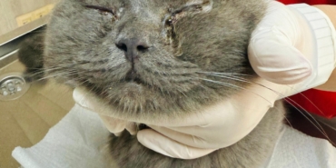 Kediye göz kapağı operasyonu