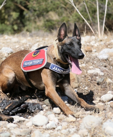 Jandarma köpeği ‘Hane’, orman yangınlarında kundaklama tespitinde görev yapıyor