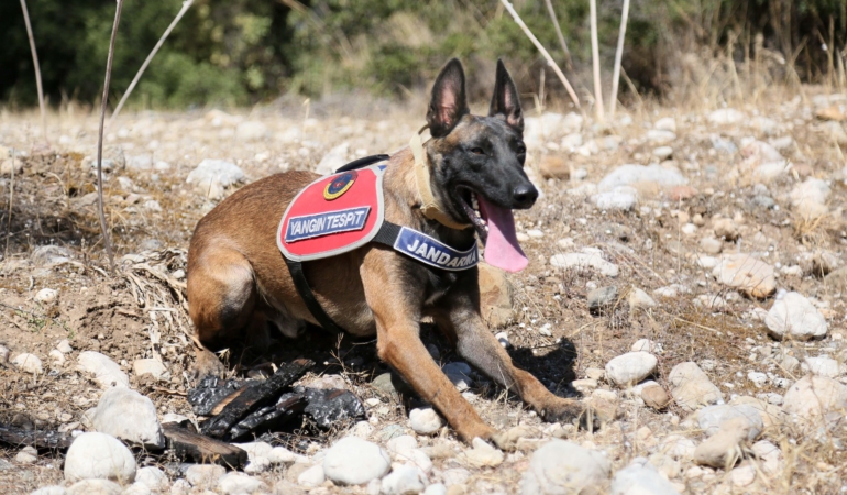 Jandarma köpeği ‘Hane’, orman yangınlarında kundaklama tespitinde görev yapıyor