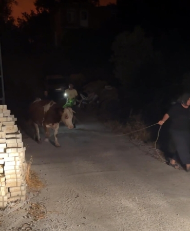 Antalya’da orman yangını (2)