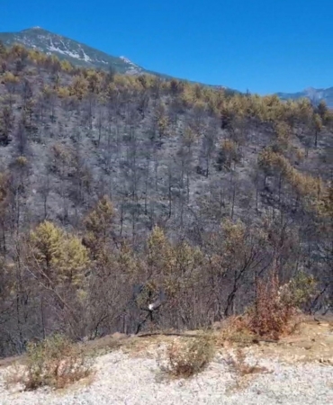 Alanya’daki orman yangınlarında 400 hektar alan zarar gördü