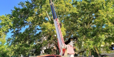 Anıt ağaca bakım ve rehabilitasyon