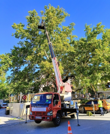 Anıt ağaca bakım ve rehabilitasyon