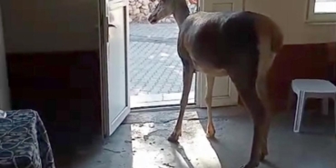 Kızılgeyik köy kahvehanesine girdi