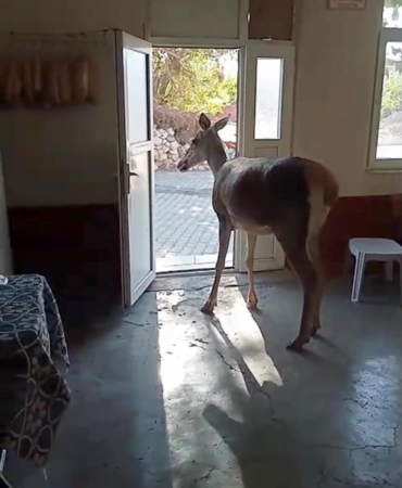 Kızılgeyik köy kahvehanesine girdi