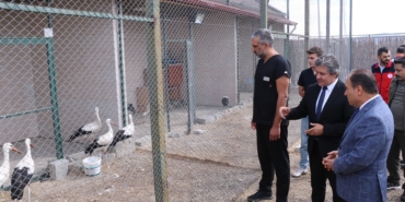 9 leylek doğaya bırakıldı