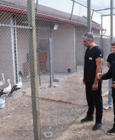 9 leylek doğaya bırakıldı