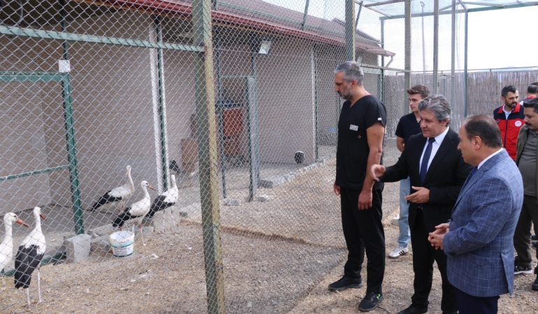 9 leylek doğaya bırakıldı