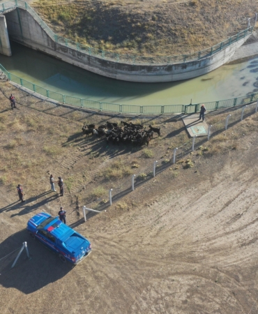 Kayıp keçileri jandarma buldu