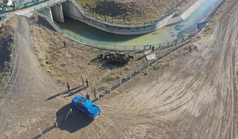 Kayıp keçileri jandarma buldu