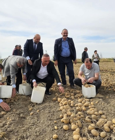 Kaymakam ve belediye başkanı patates topladı