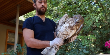 Yılan kartalının tedavisi tamamlandı