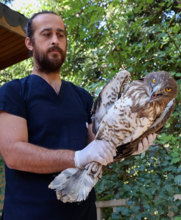 Yılan kartalının tedavisi tamamlandı