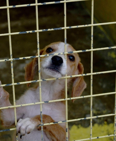 Kemer’de 173 hayvan tedavi edildi