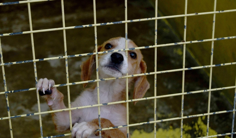 Kemer’de 173 hayvan tedavi edildi